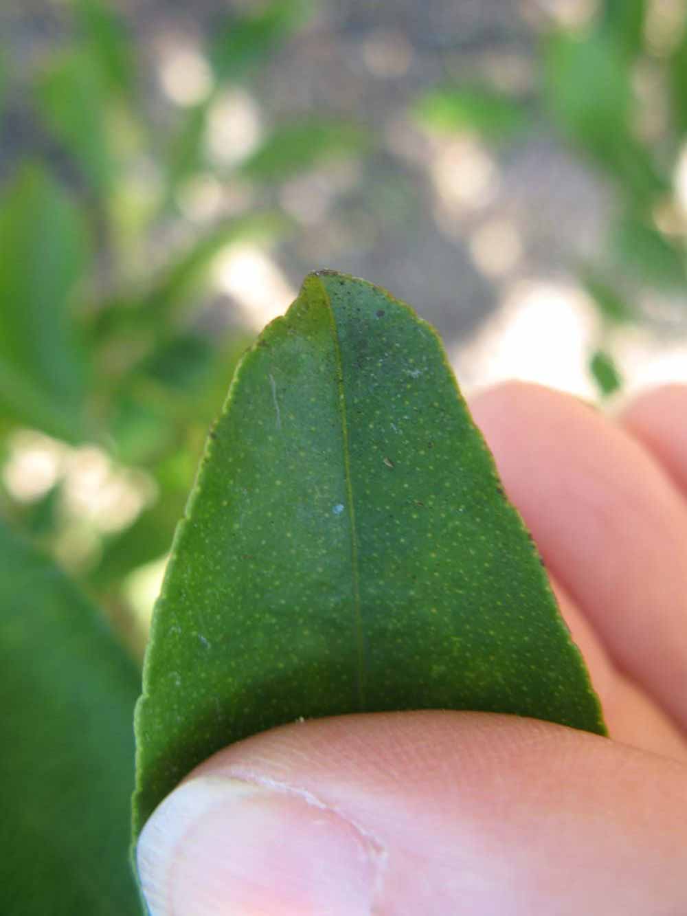              Margin (Winter Haven, FL)       